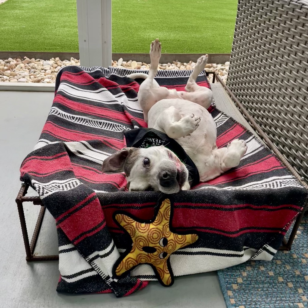 Dewey, adoptable senior dog
