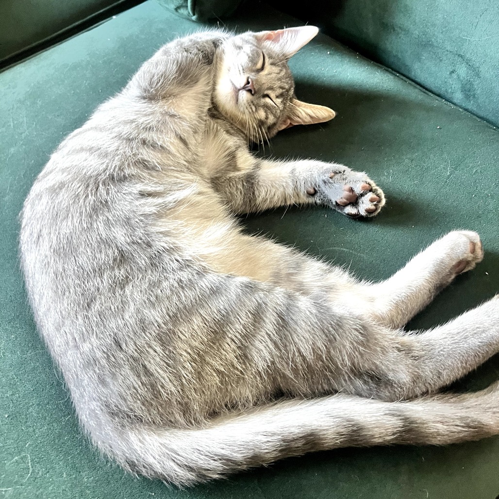 Tzatziki, photo 15