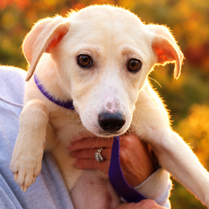 CT Dahlia (Foster in Glastonbury, CT)