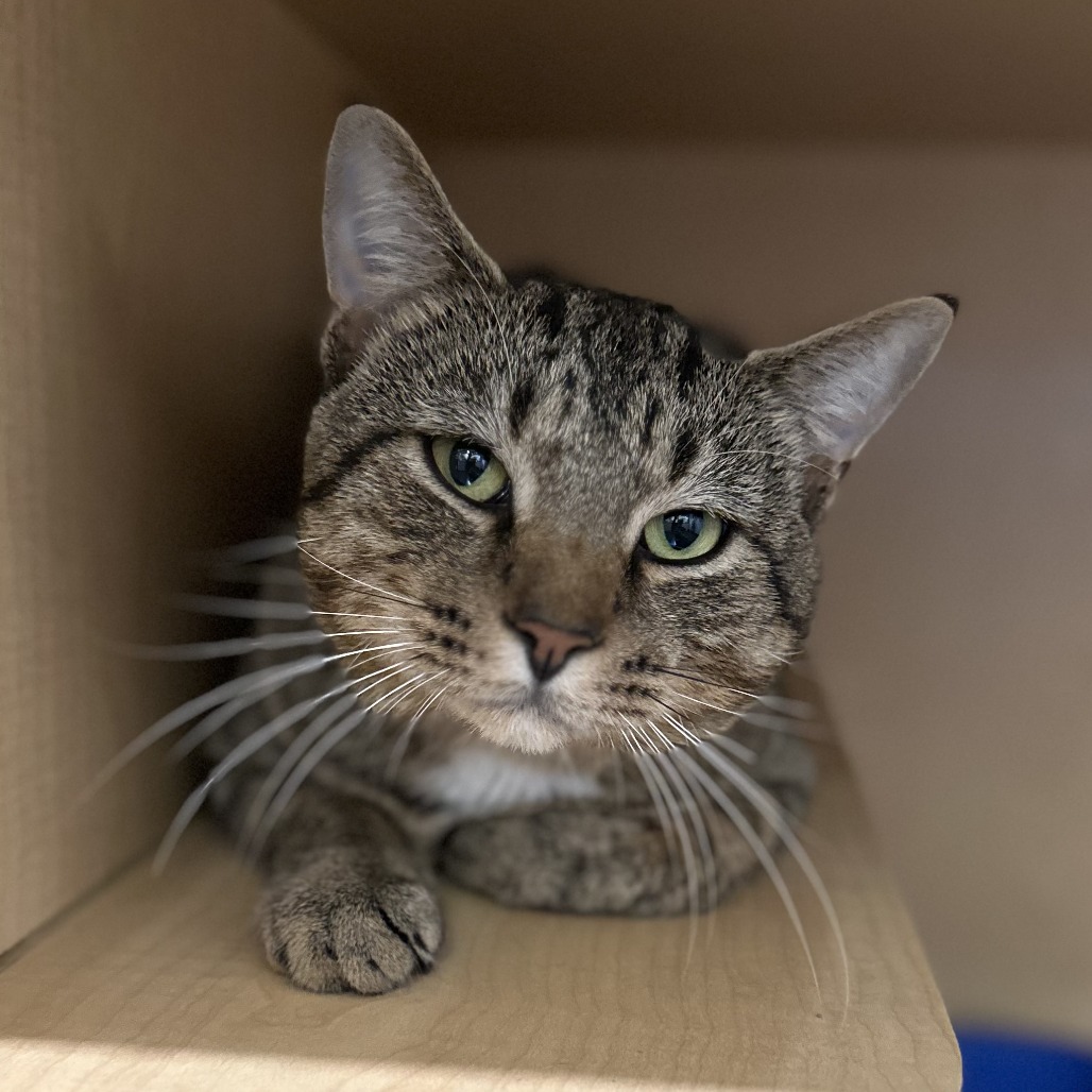 JOHN PORK - Domestic Shorthair available for adoption