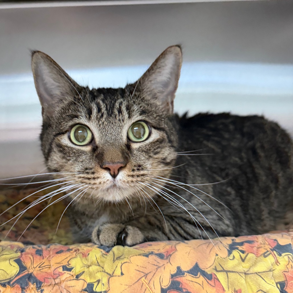 OSCAR - Domestic Shorthair available for adoption