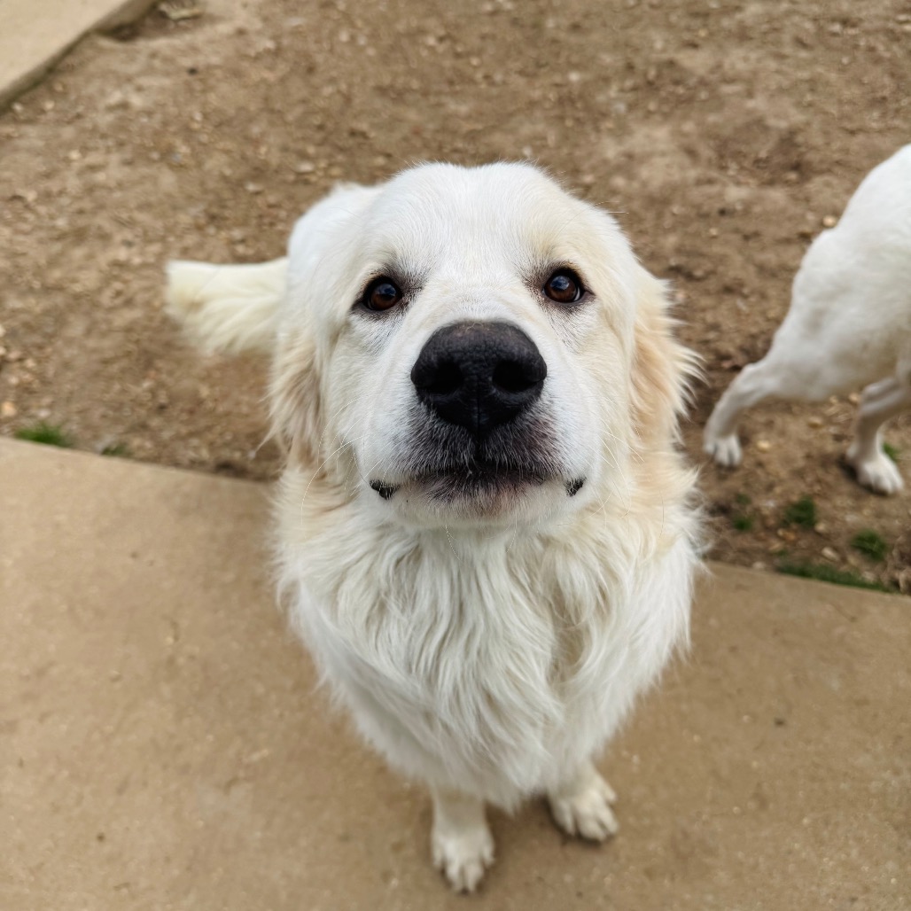 Shamrock — thumbnail 2