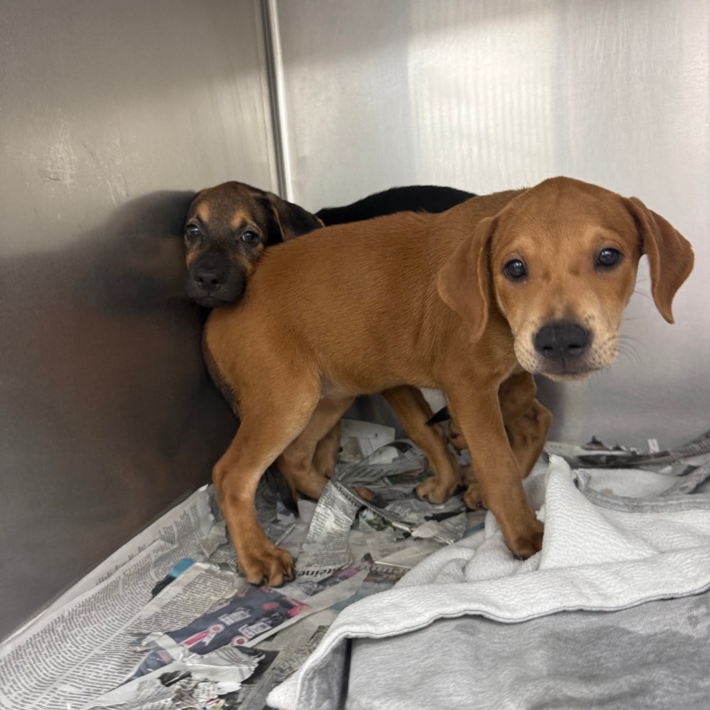 COTTON CANDY - Mixed Breed (Medium) available for adoption