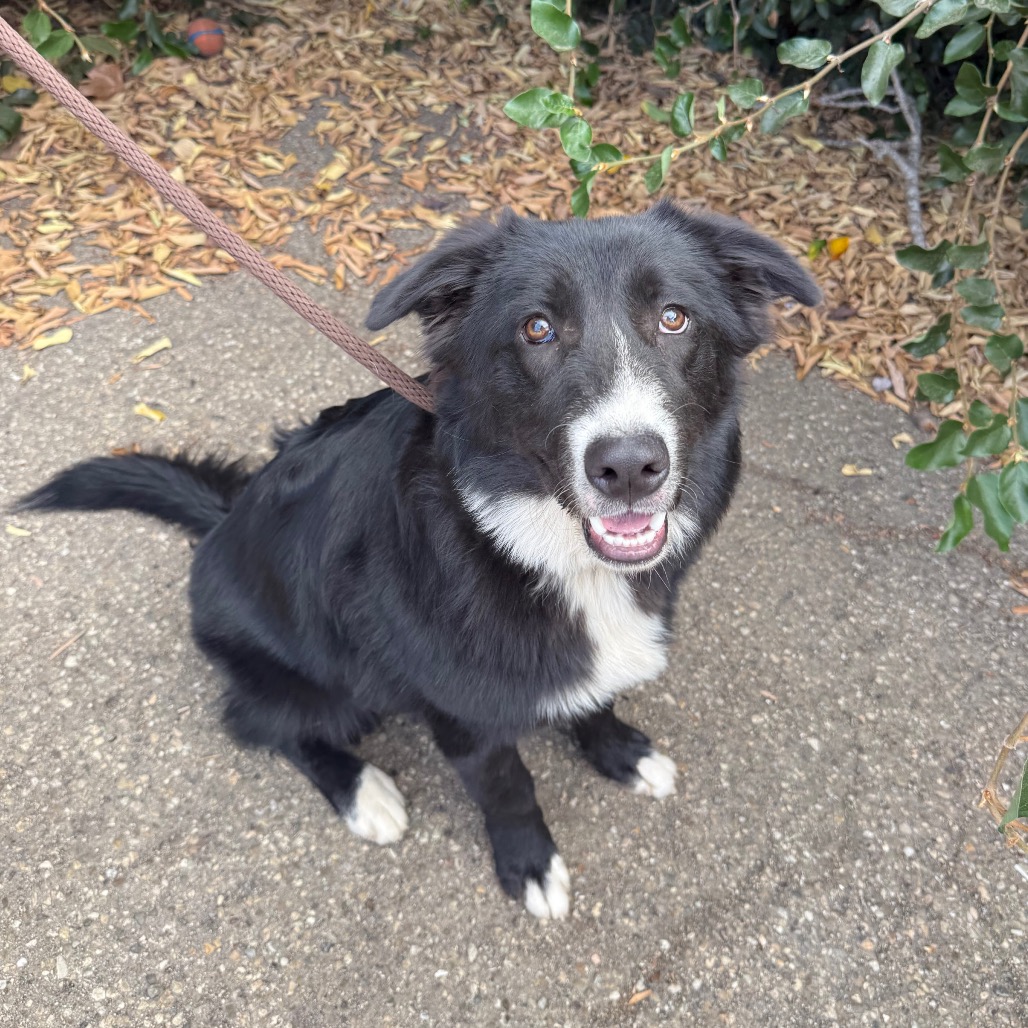 Scout, photo 11