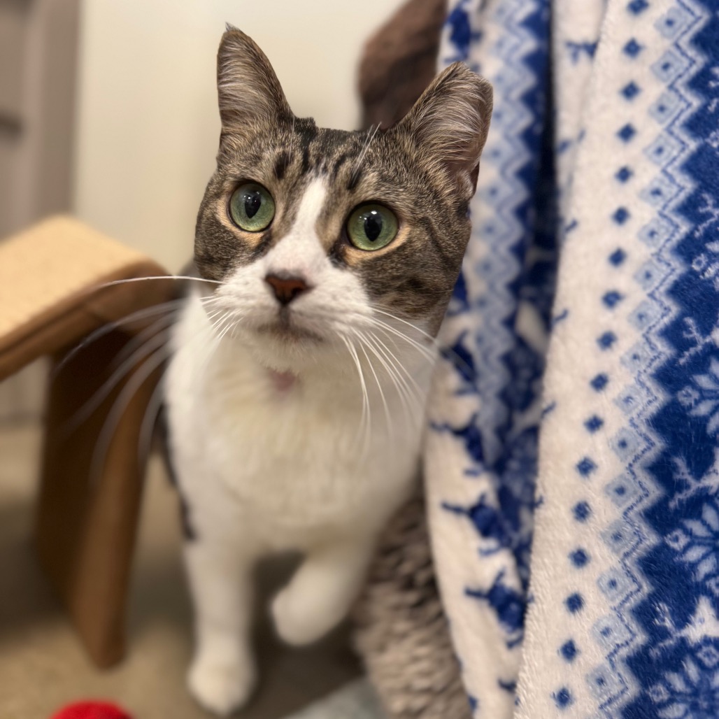 1bc6d14fcd940e5041858f8a3c1d1822