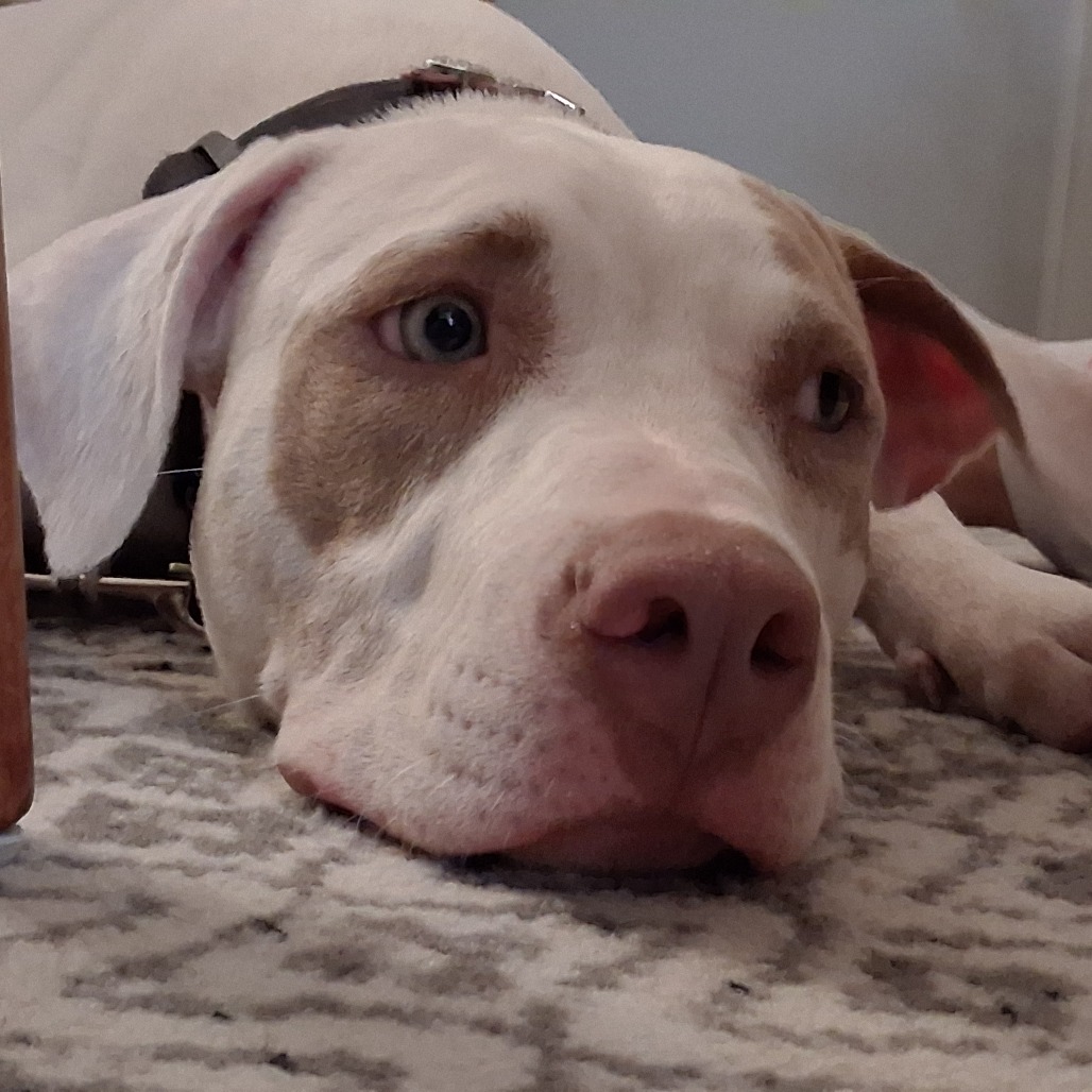 Stella