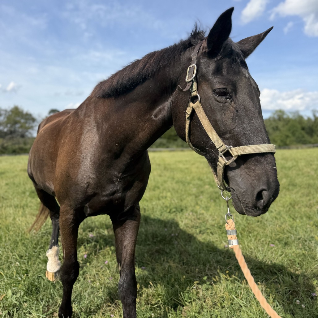MAX - Other available for adoption