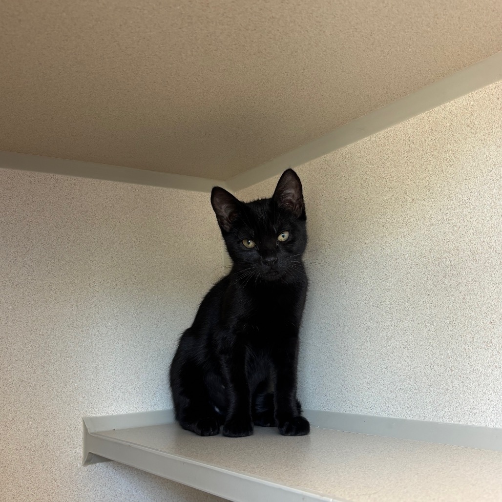 Cholula (purple collar) - Domestic Shorthair