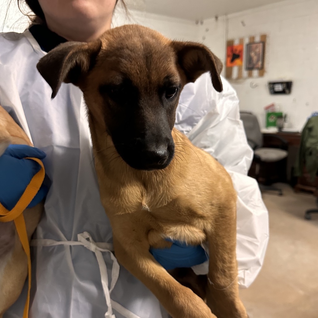 KAZOO - Shepherd available for adoption