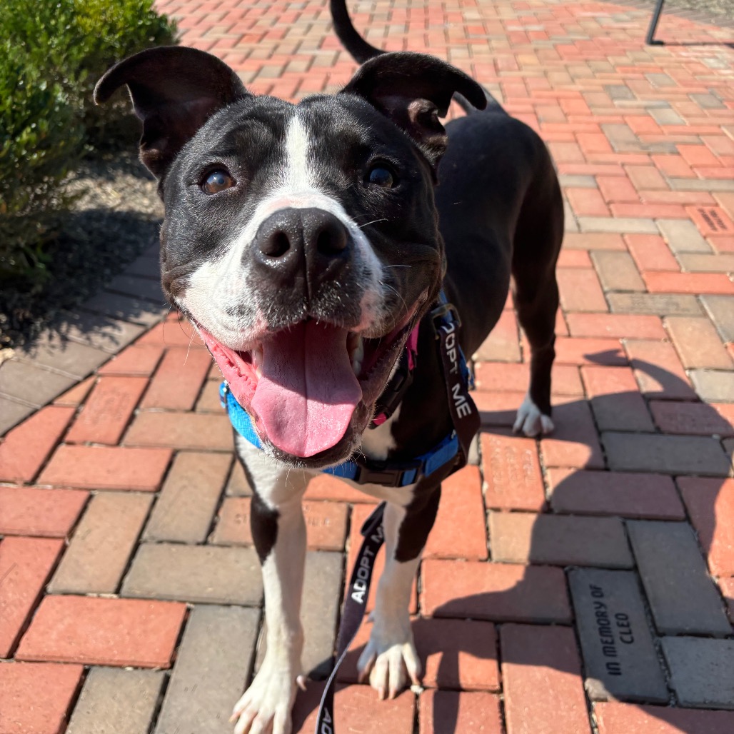BISCUIT - Mixed Breed (Large) available for adoption