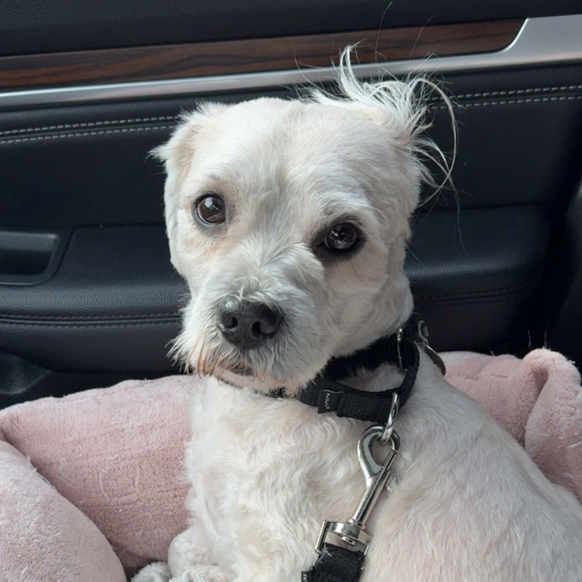 Sullivan — thumbnail 3