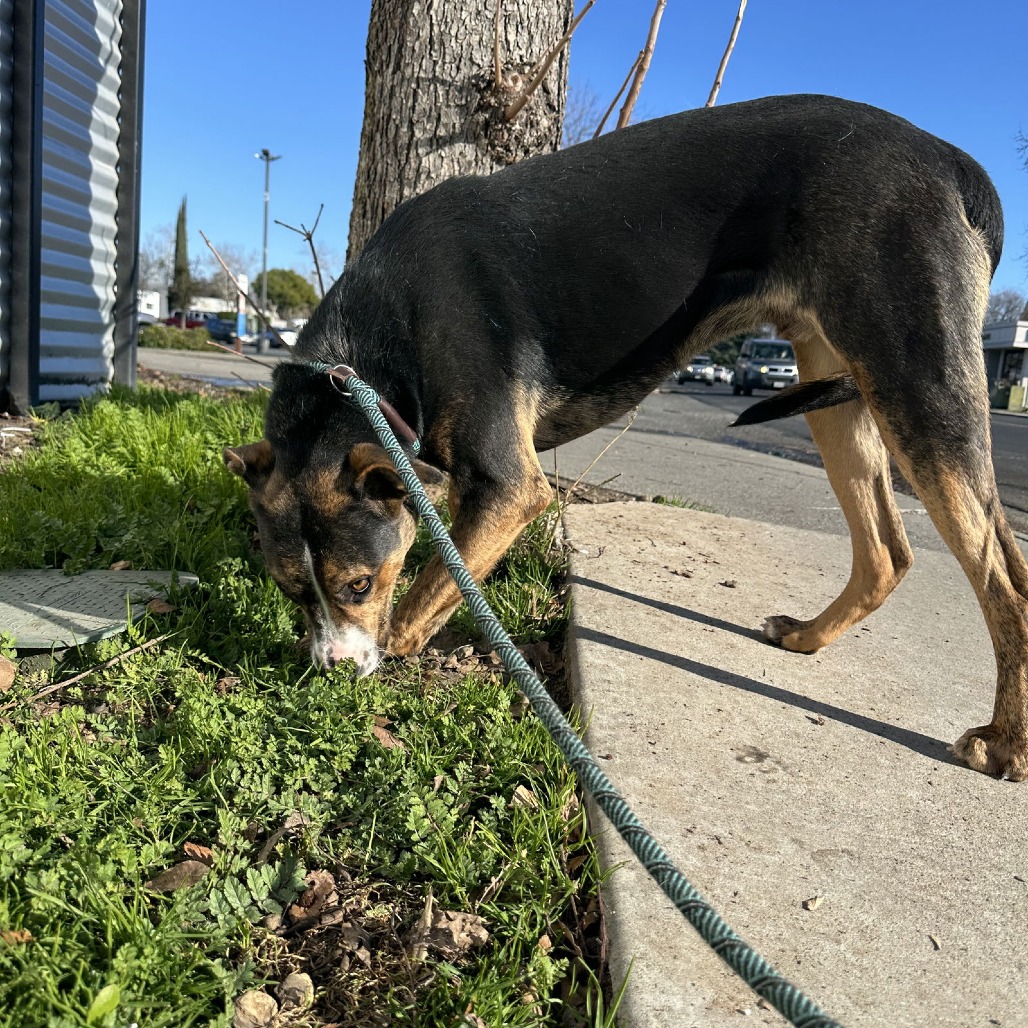 Marley — thumbnail 4