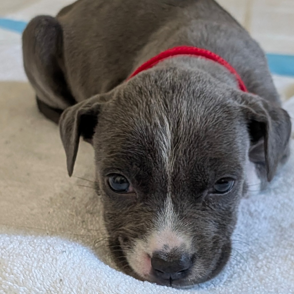 Cranberry — thumbnail 8