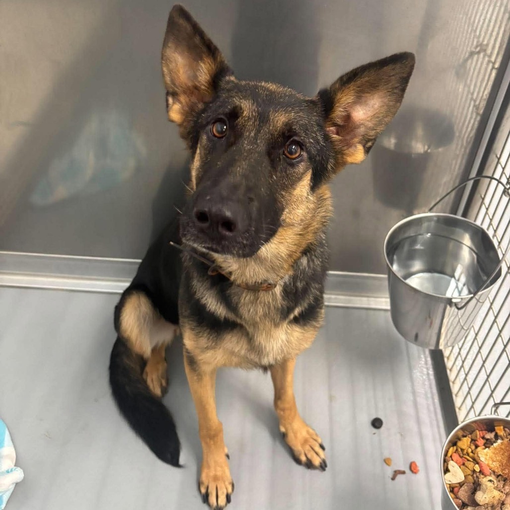 EVE - Shepherd / German available for adoption