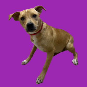  Photo of TUSC-Stray-82567