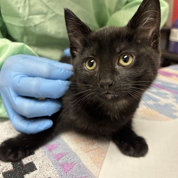 Rhodesia: Female 3 Domestic Shorthair
