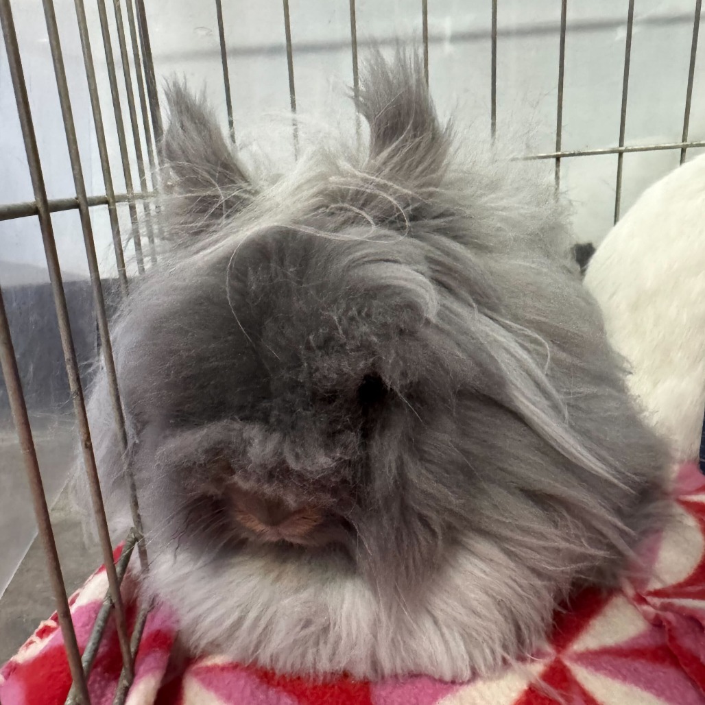 Chowder (bonded with Penny), photo 2