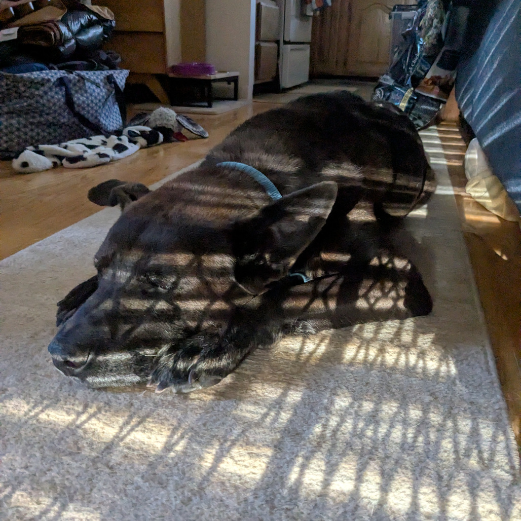 Zuzu, photo 12