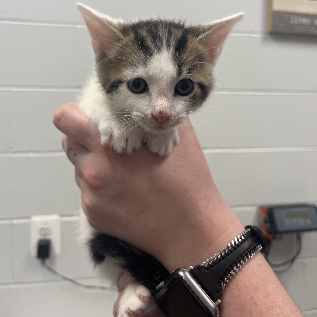 COMIC SANS - Domestic Shorthair available for adoption