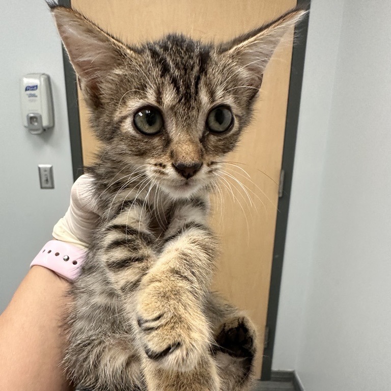 AOL - Domestic Shorthair available for adoption