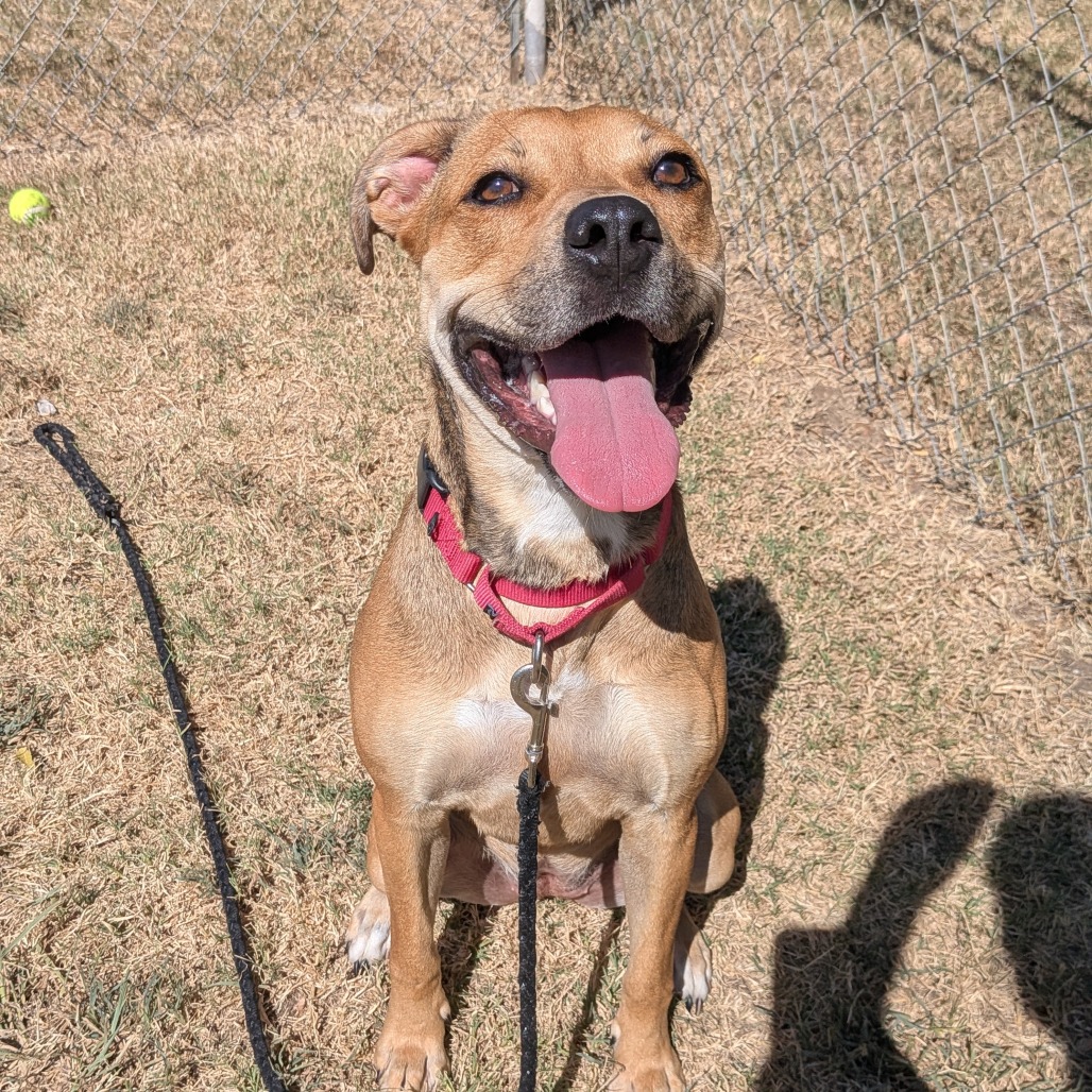 Penny photo 4