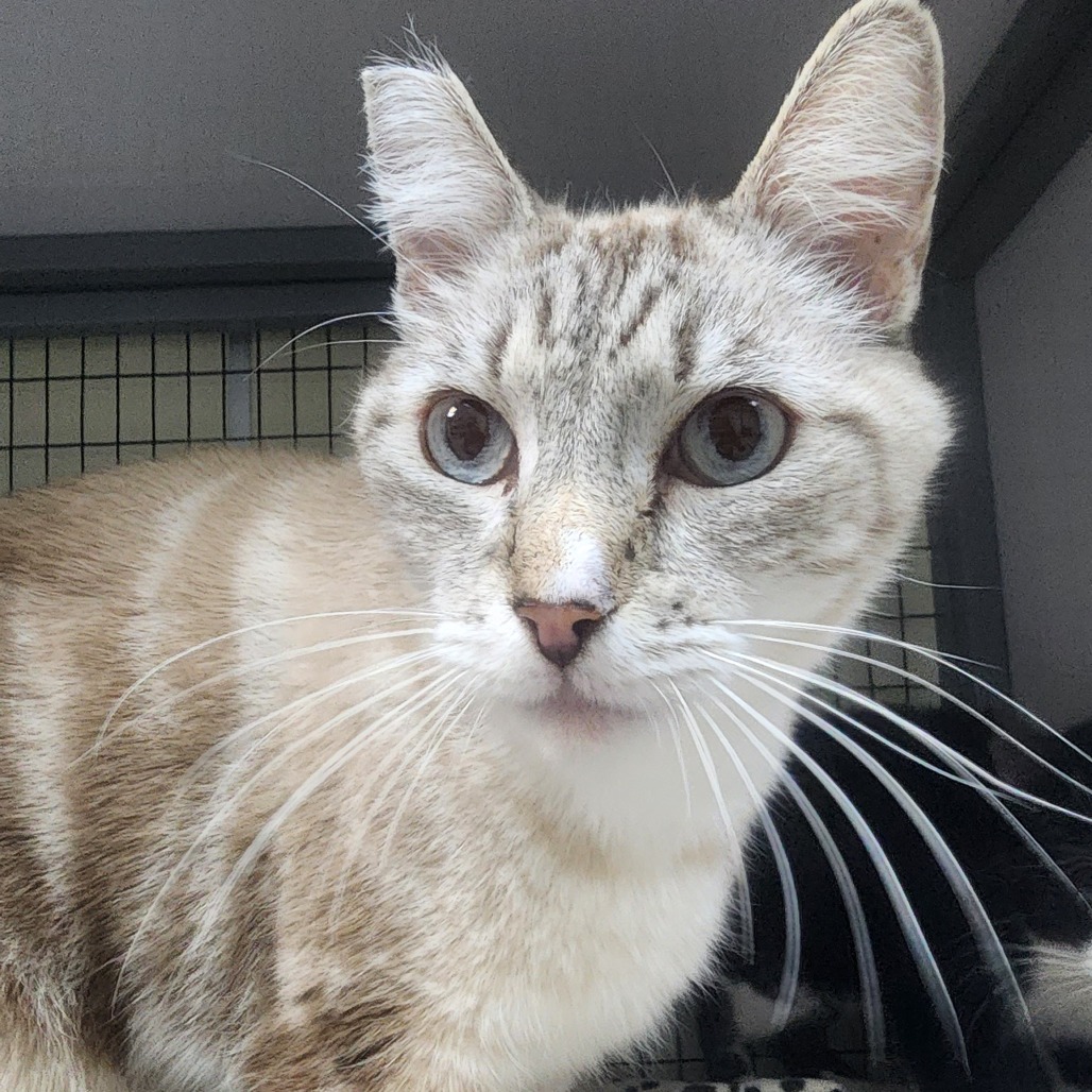 A#54a Mellow's preview photo