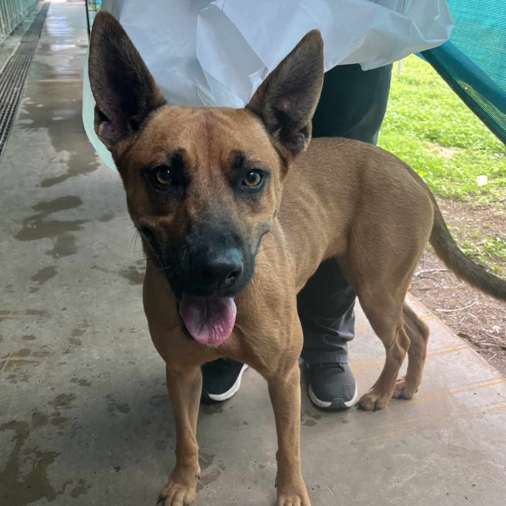 Oola, available for adoption at PVAS