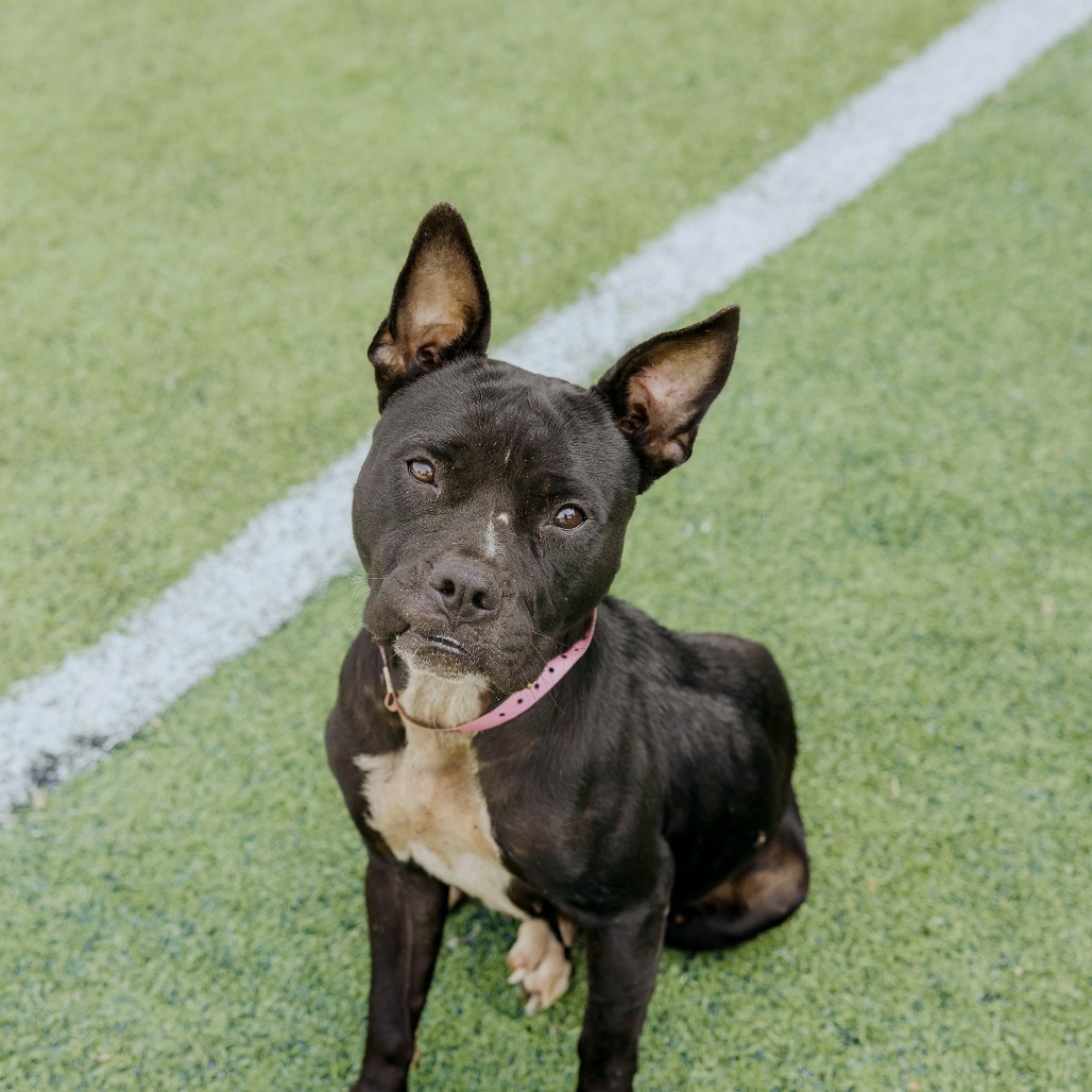 Queen — thumbnail 3