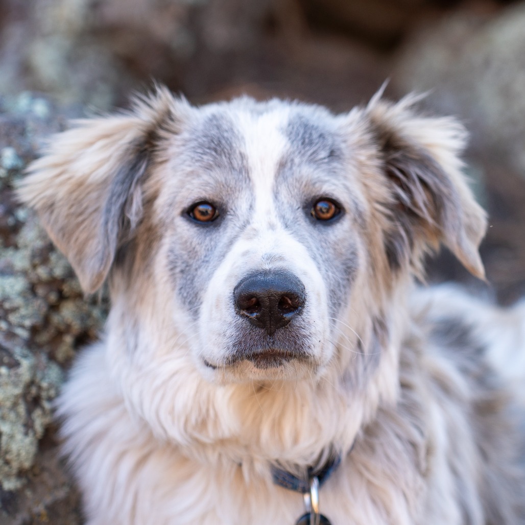 Butter Animal Butter is available for adoption at High Country Humane