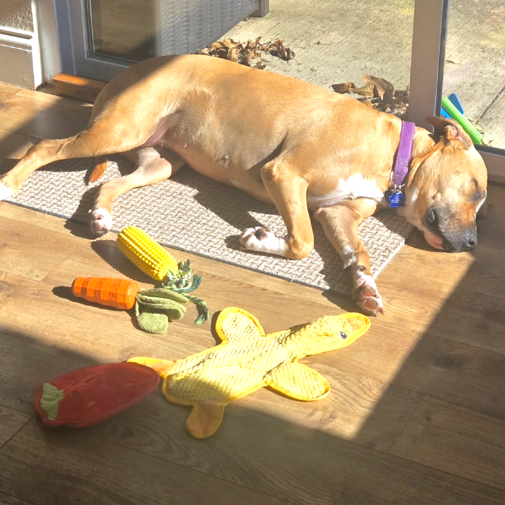 Ruthie, photo 16