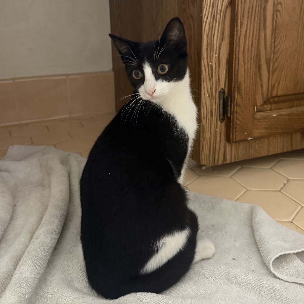 BATMAN (BONDED WITH ROBIN) - Domestic Shorthair / Unknown available for adoption