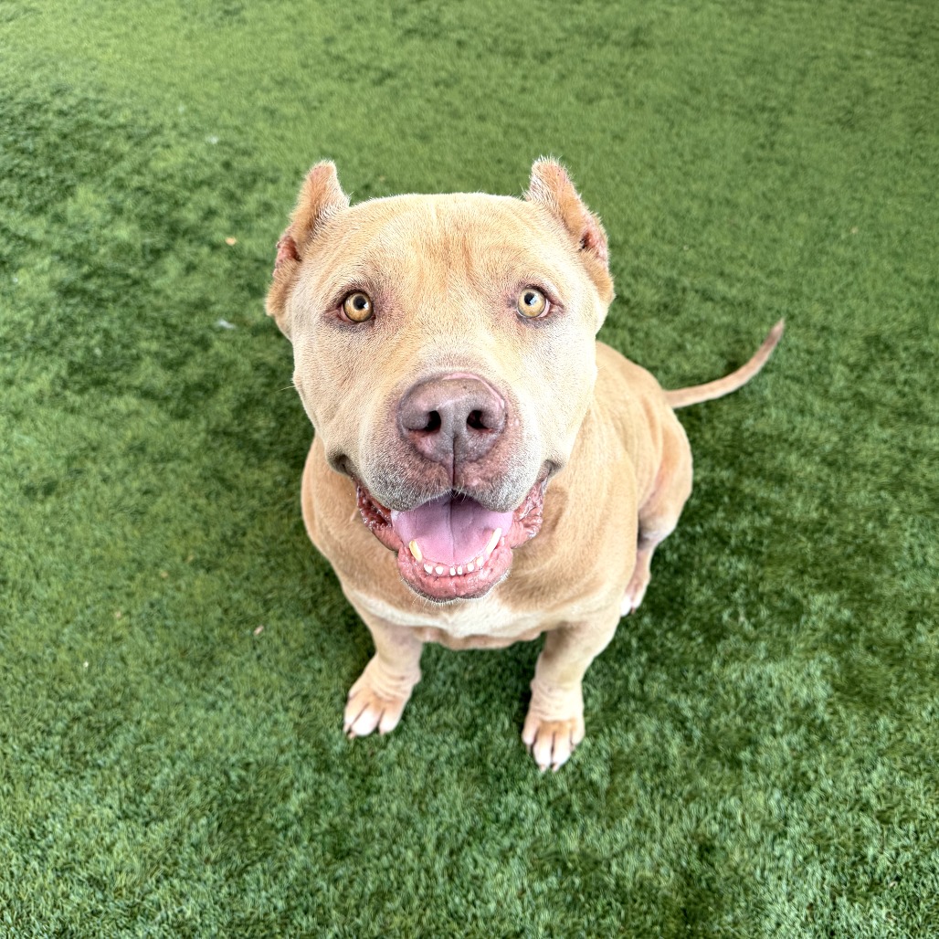 Pit Bull