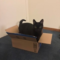 Photo of Frankie 5