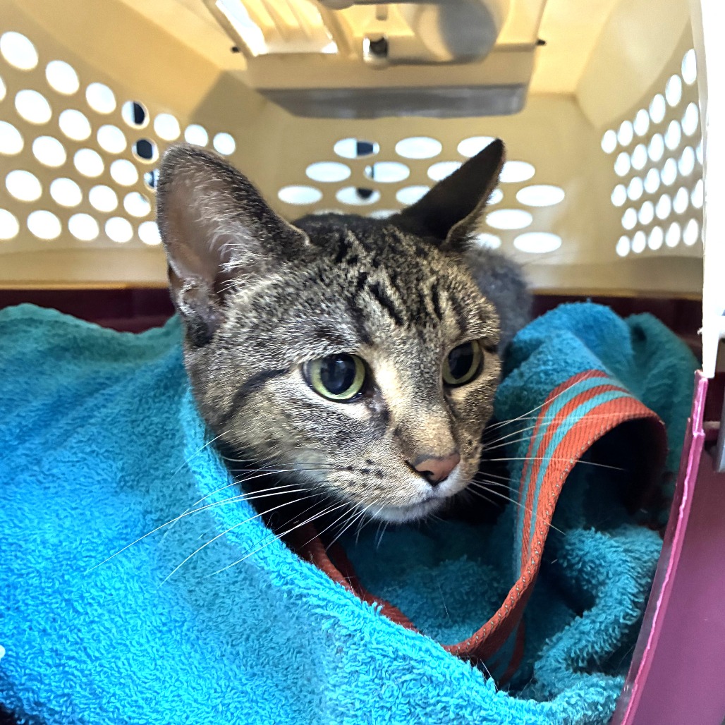 Ziggy (c2026), photo 2