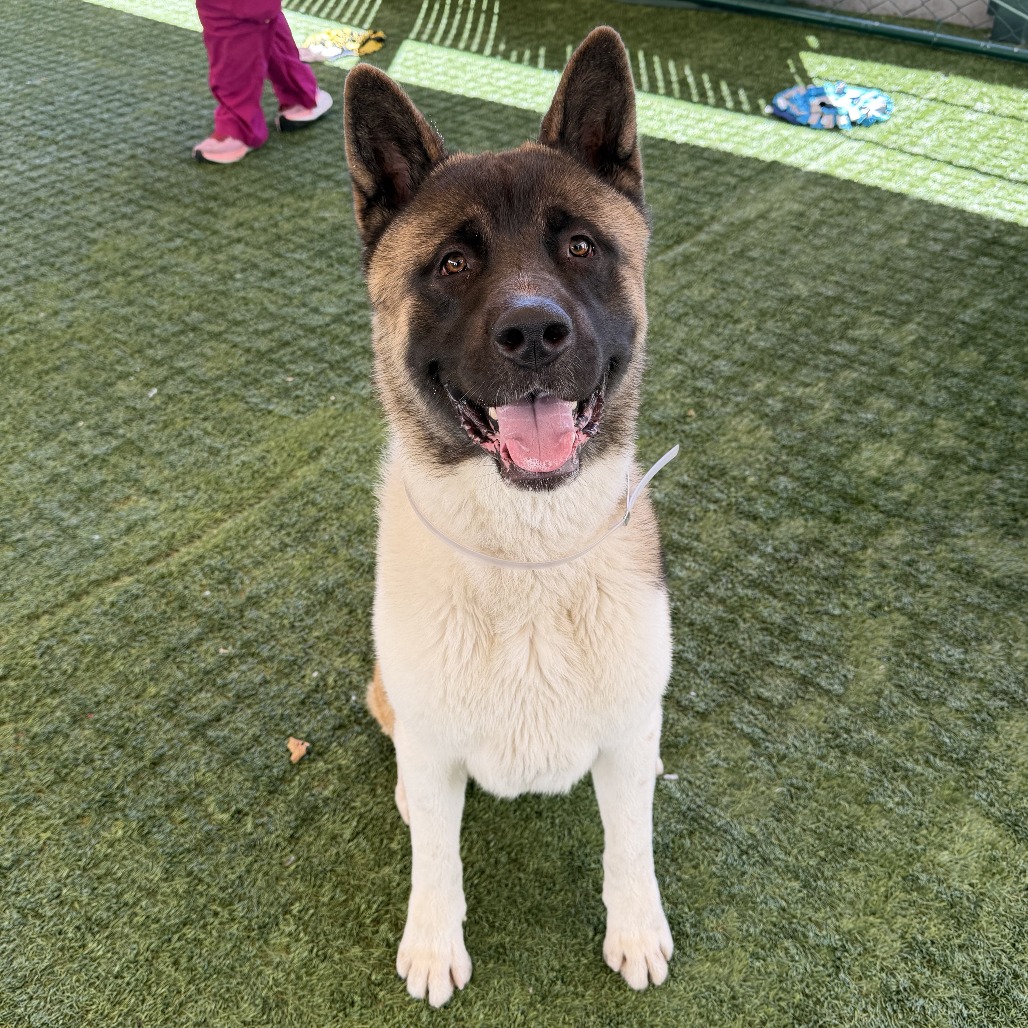 Akita