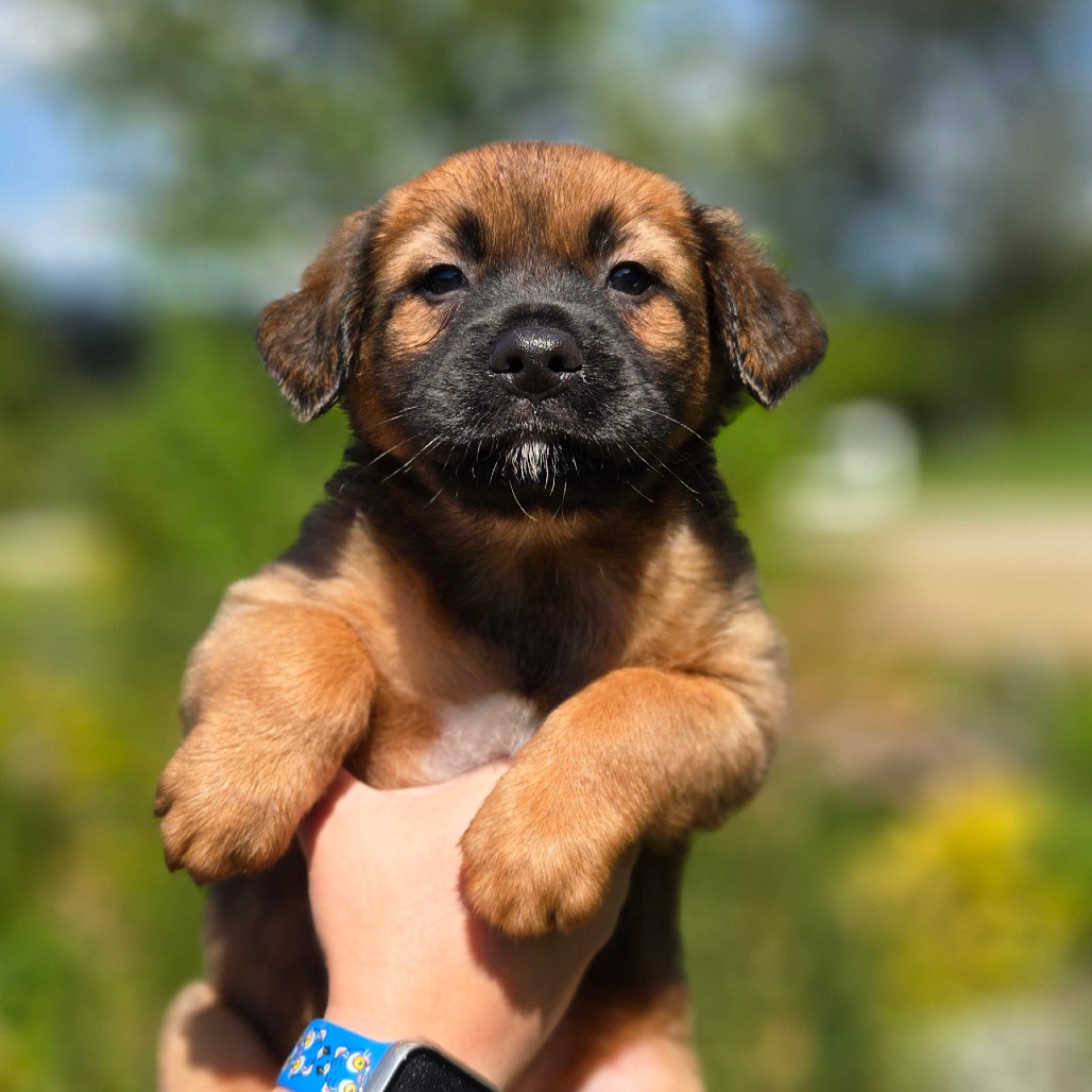 CT Evee avail Sept 12 (Petco- Enfield, CT)