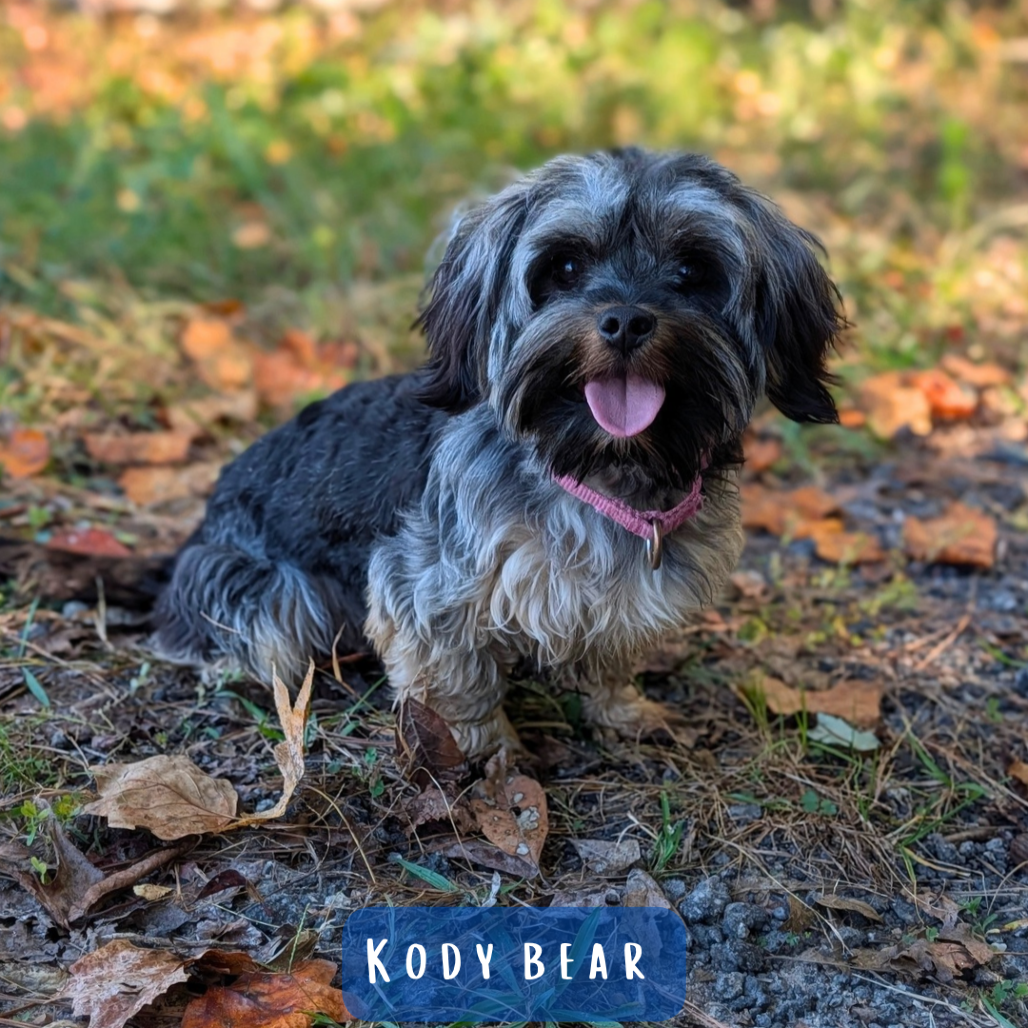 Kody Bear 10-2625