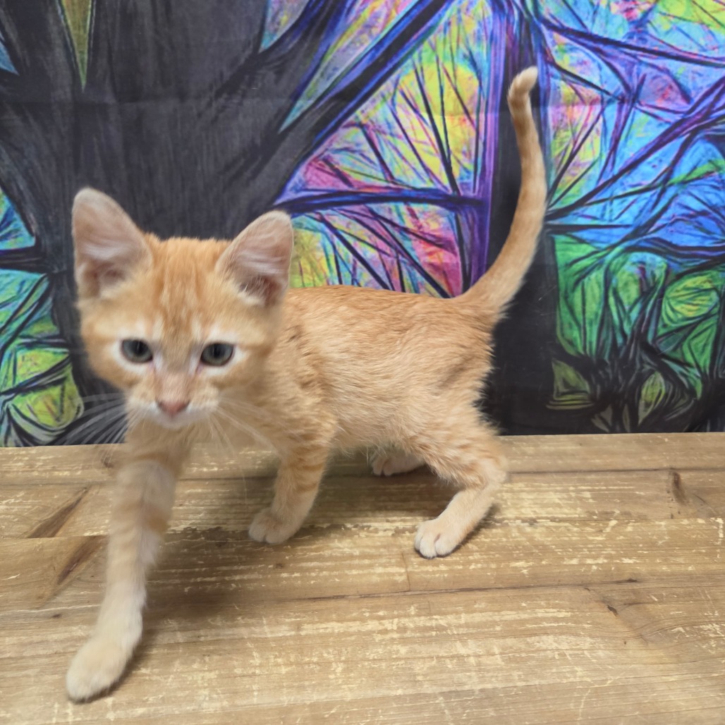 Butterscotch, photo 2