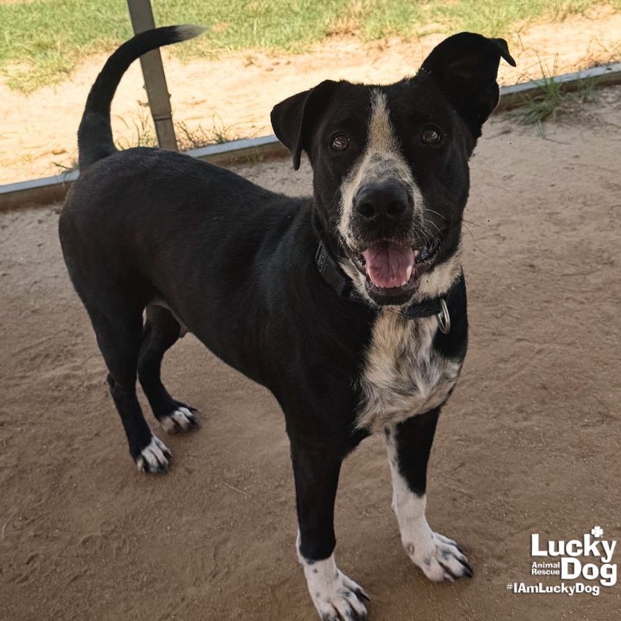 PRETTY - Retriever, Labrador / Terrier available for adoption