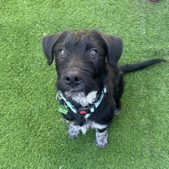 Chandler: Male 5 Terrier/Mixed Breed (Medium)