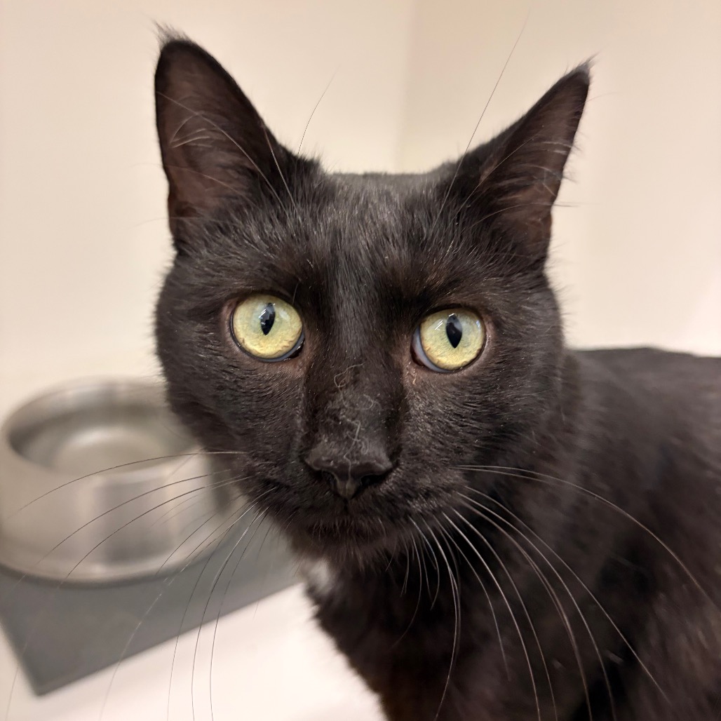 ASTEROID - Domestic Shorthair available for adoption