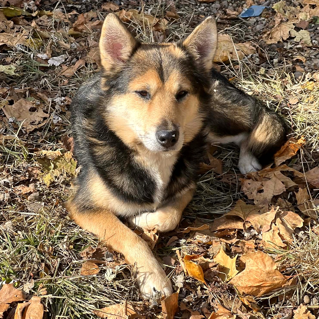 Jasper — thumbnail 10