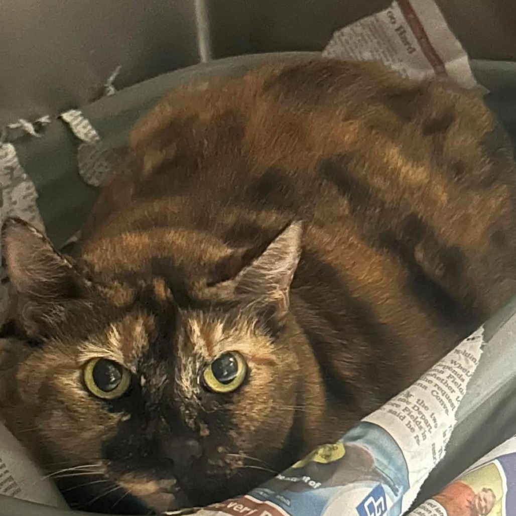 CALLIE - Domestic Shorthair / Mix available for adoption