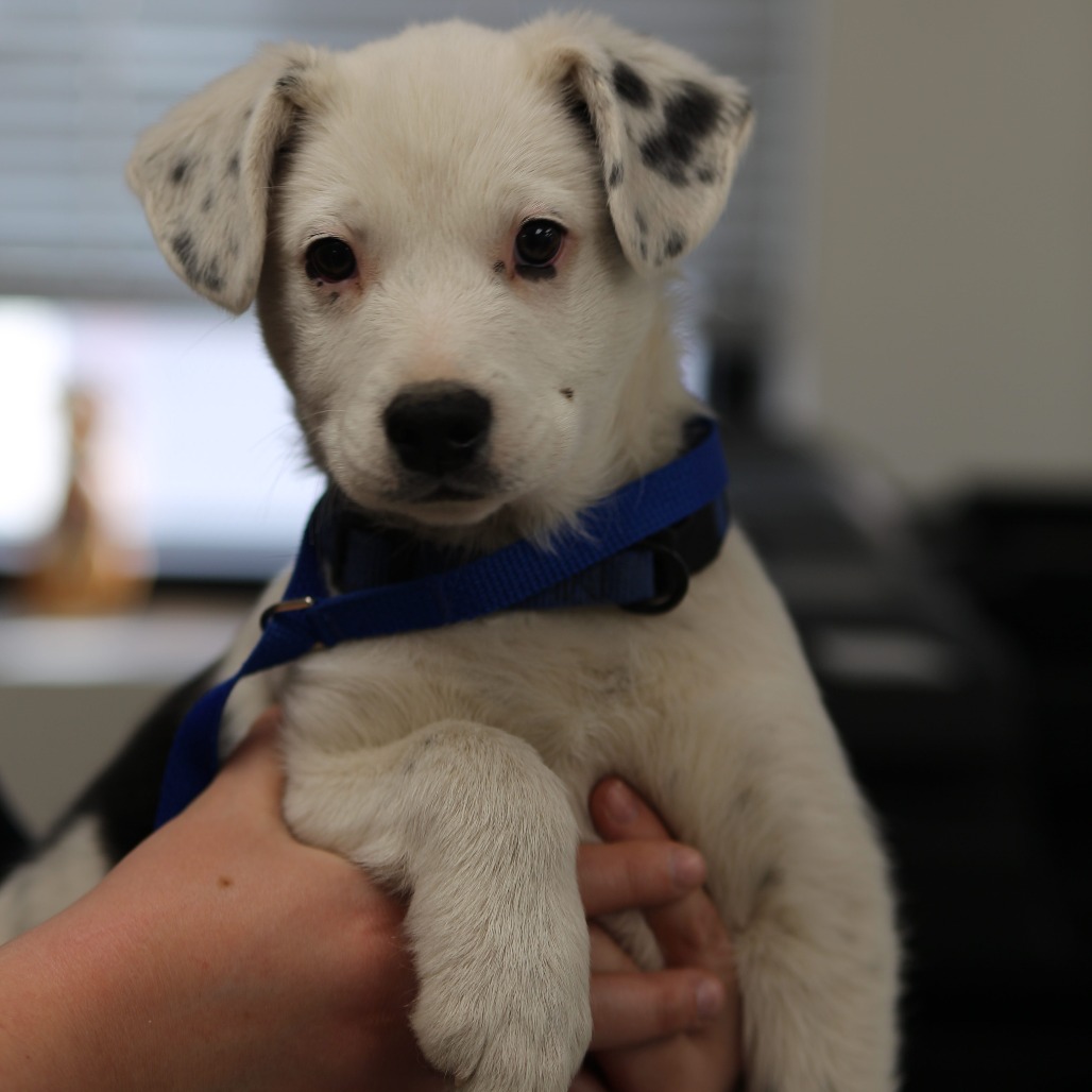 Bruno — thumbnail 3