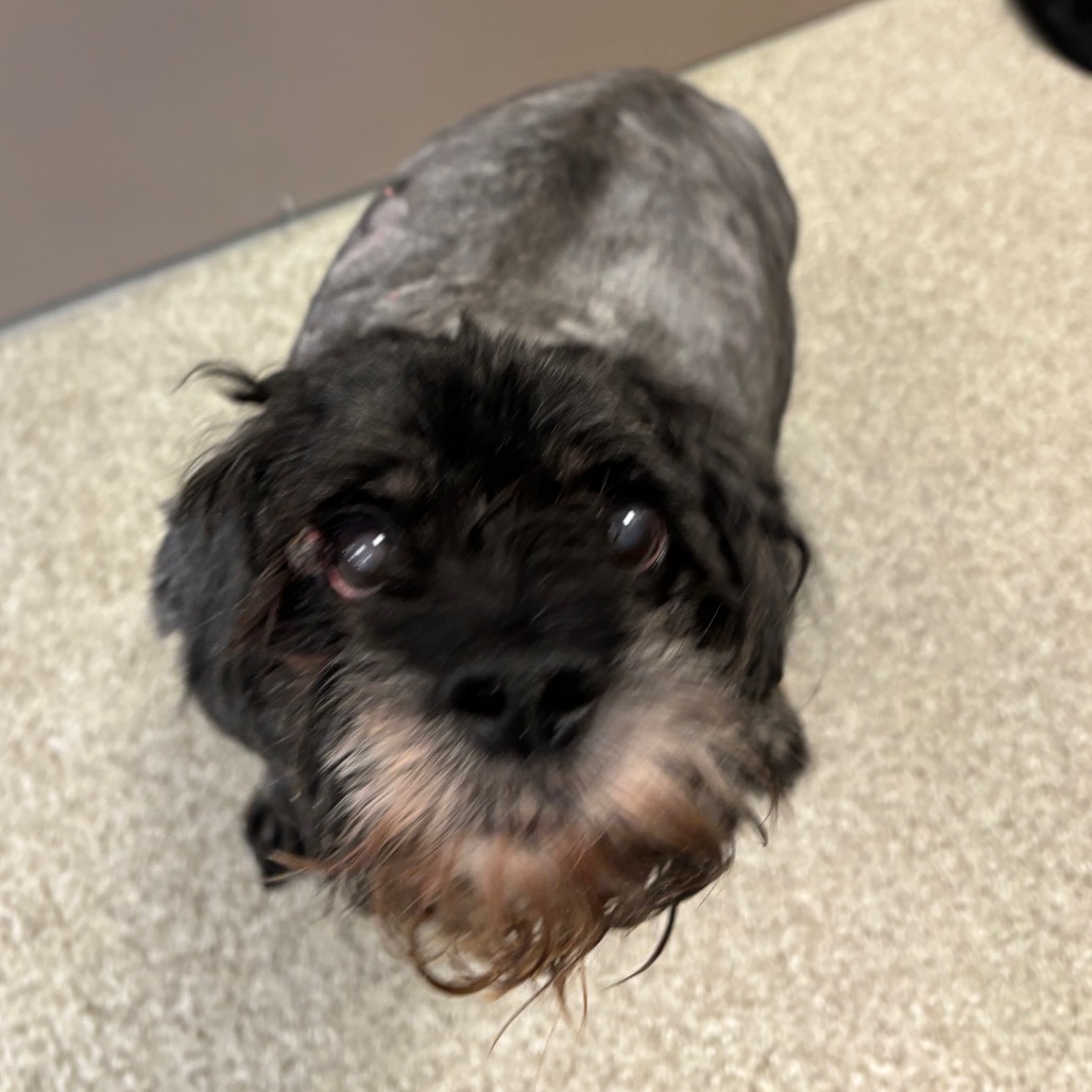 GREG - Mixed Breed (Medium) available for adoption