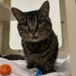BLACK SAGE - Domestic Shorthair available for adoption