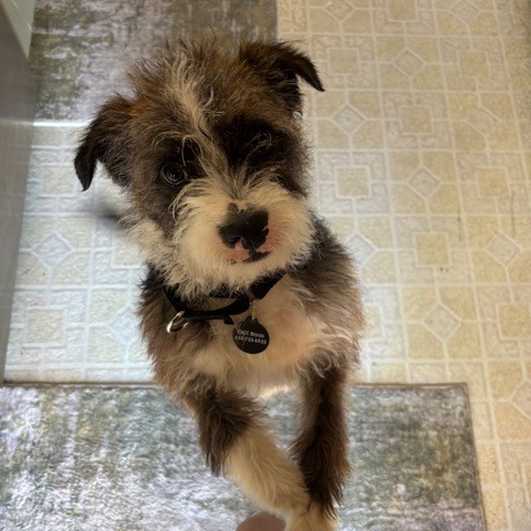 Animal namedMuttly Crue