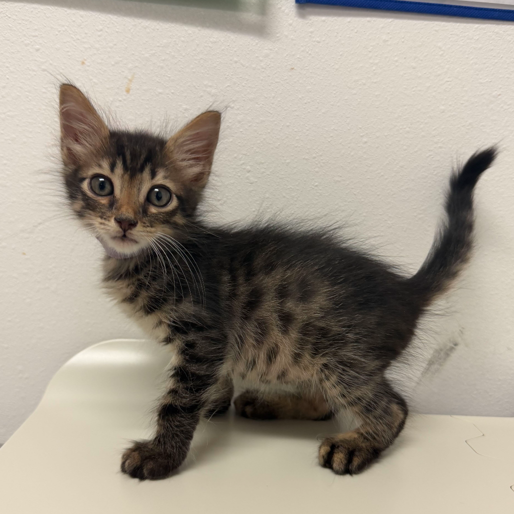 JERRY - Domestic Shorthair available for adoption