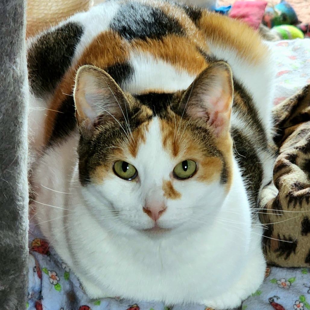 Kali, photo 3