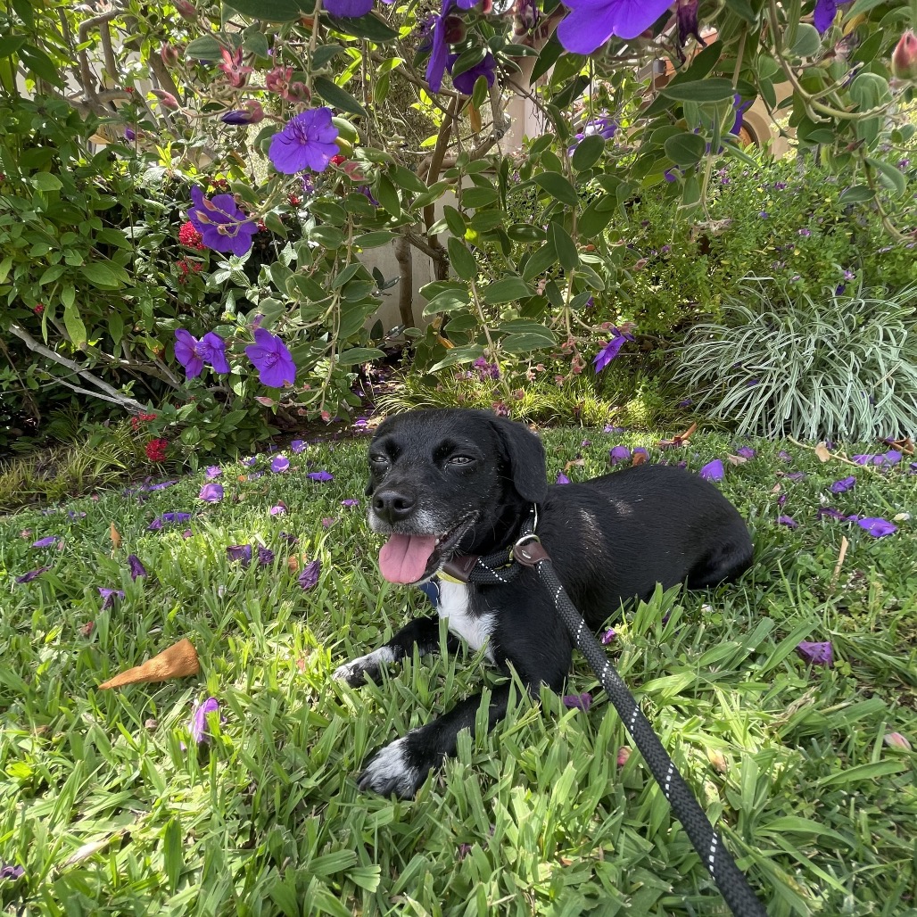 Star (bonded with Twinkle) - Costa Mesa Location, photo 5